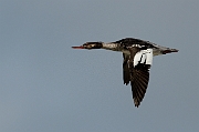 Red-breasted merganser